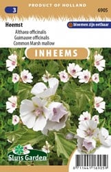 Guimauve officinalis - Althaea officinalis