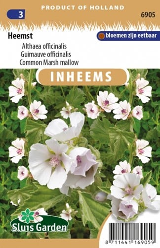 Guimauve officinalis - Althaea officinalis