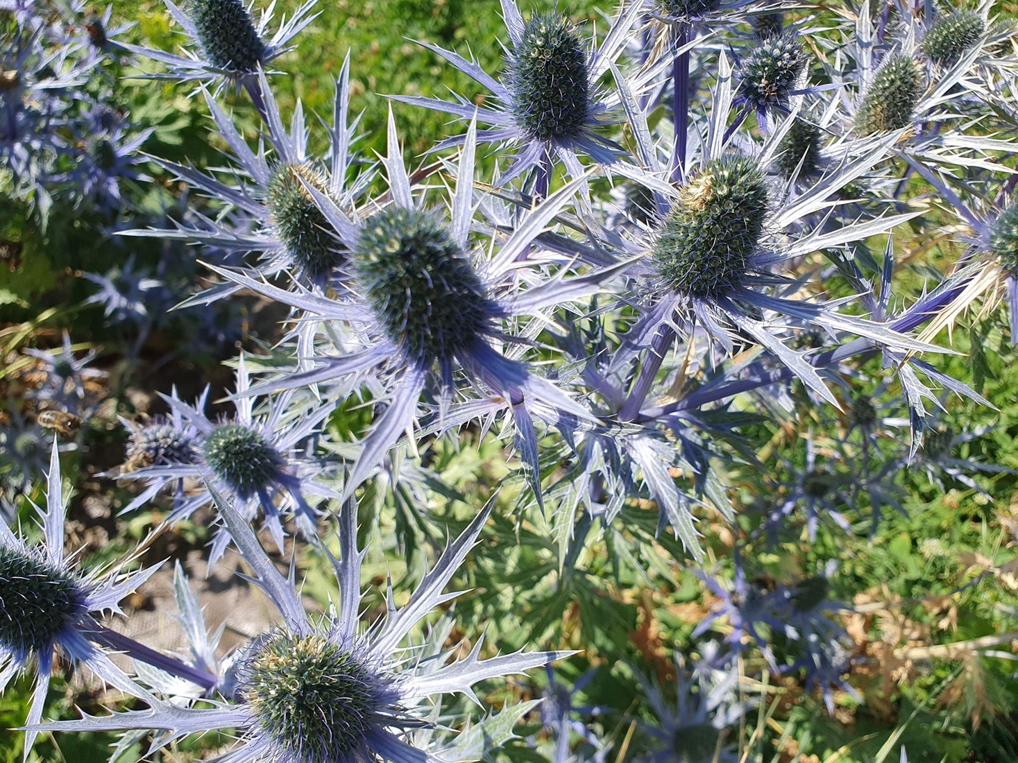 Acheter Eryngium Planum Chardon Bleu? Commandez en ligne au Jardinerie