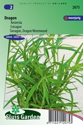Estragon - Artemisia dracunculus