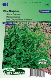 Marjolaine vivace - Origanum Hirtum