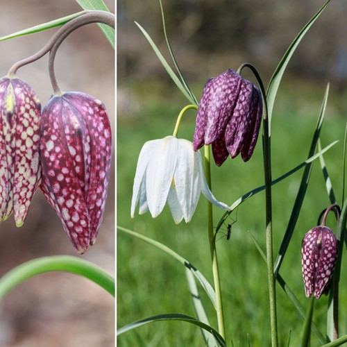 Fritillaire meleagris Mélange - Pintade