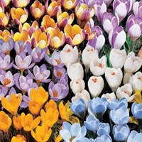 Crocus botaniques en mélange - Emballage XL-2