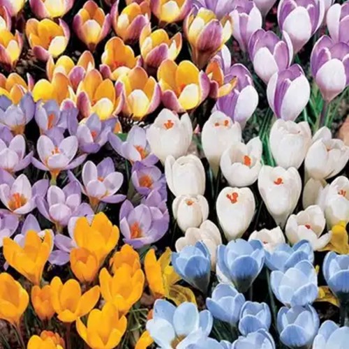 Crocus botaniques en mélange - Emballage XL-2