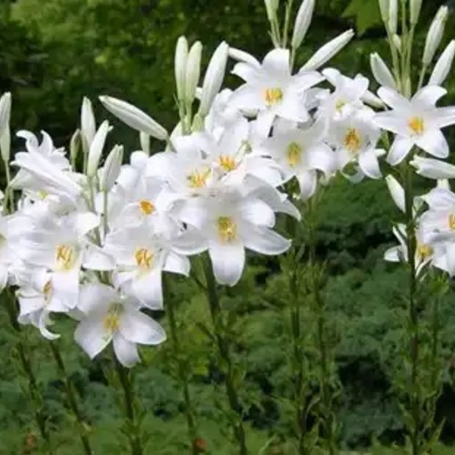 Madonna Lelie - Lilium candidum-2