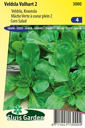 Mâche Verte à coeur plein 2 - Valerianella locusta