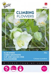 Cobée grimpante Alba - Climbing Flowers