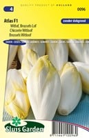 Chicorée witloof Atlas F1