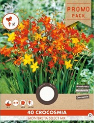 Crocosmia en mélange - Montbretia