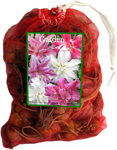 Lys Orientaux doubles en Mélange – Lilium (En vrac XL)
