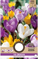 Krokus Grootbloemig Mix - Crocus grandiflora-2