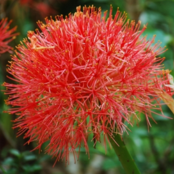 Lis de Sang Africain - Scadoxus multiflorus