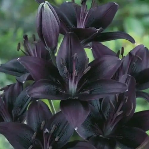 Lilium Asiaticus Noir - Lys (Emballage en vrac)