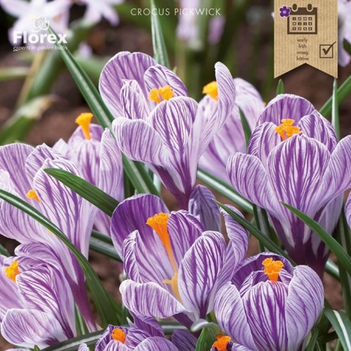 Crocus Pickwick - Crocus vernus