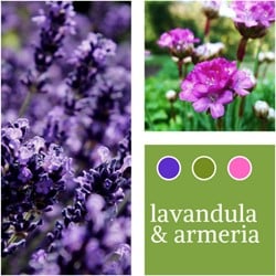 Mélange de plantes Lavandula & Armeria maritima