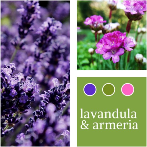 Mélange de plantes Lavandula & Armeria maritima