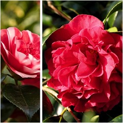 Camellia japonica Lady Campbell - Camélia (Pack de trois)