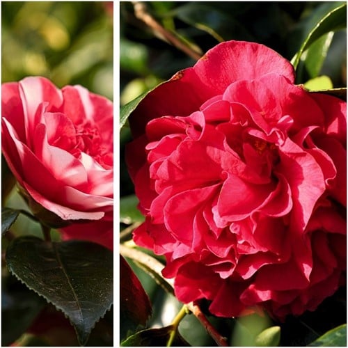 Camellia japonica Lady Campbell - Camélia (Pack de trois)