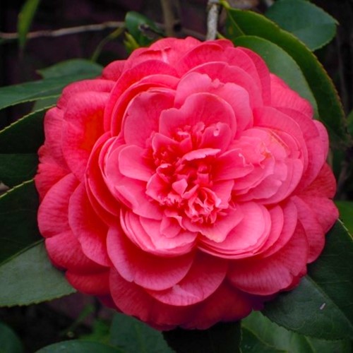 Camellia japonica Lady Campbell - Camélia (Pack de trois)-2