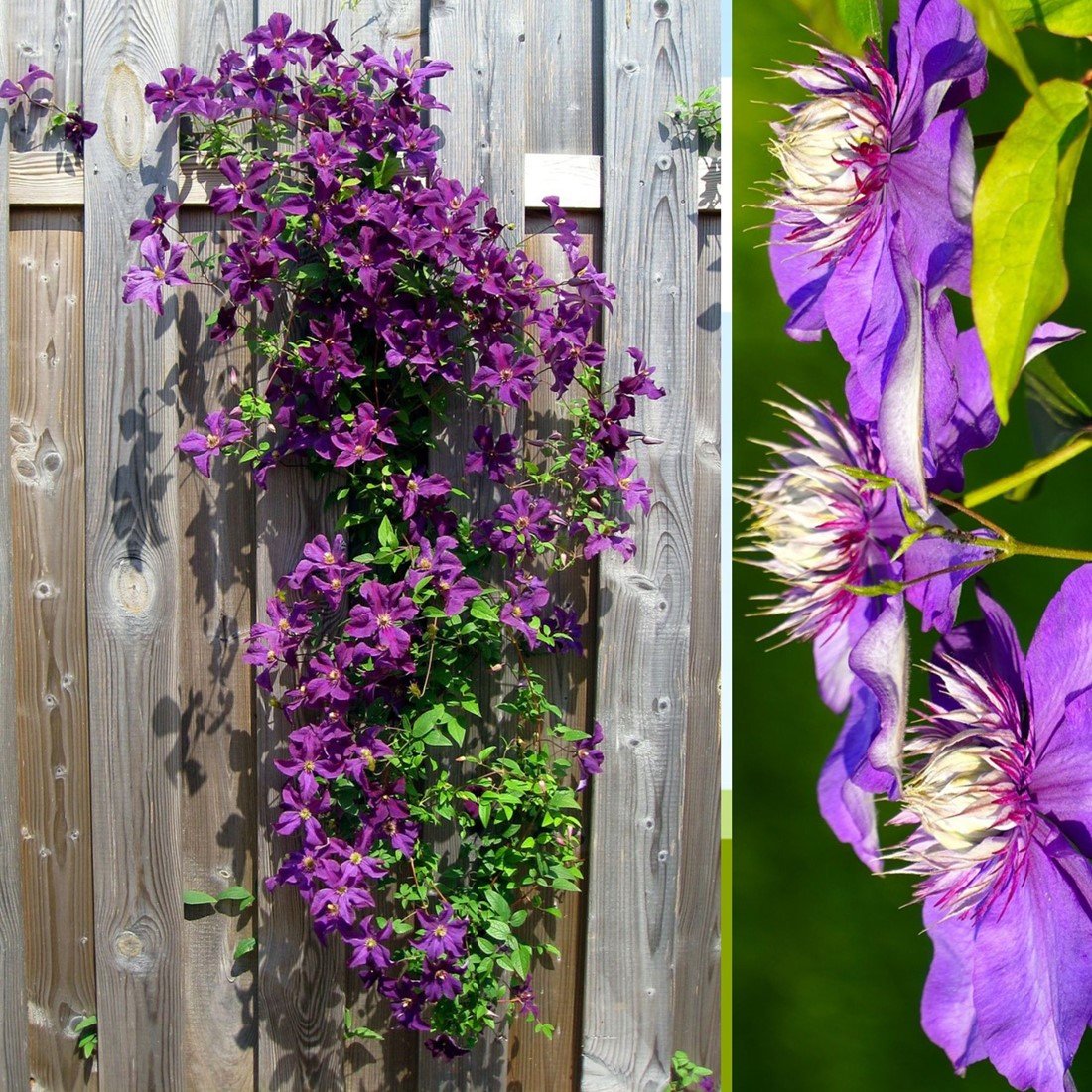 Acheter Clematis Taiga Clématite? Commandez en ligne au Jardinerie Koeman
