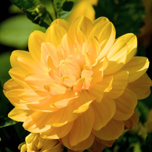 Dahlia Décoratif Glory of Heemstede