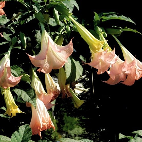 Trompette des anges rose - Brugmansia (Plantes en Pot)