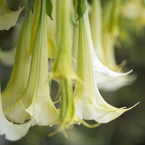Trompette des anges blanche - Brugmansia (Plantes en pot)