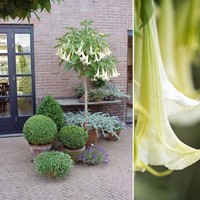 Trompette des anges blanche - Brugmansia (Plantes en pot)-2