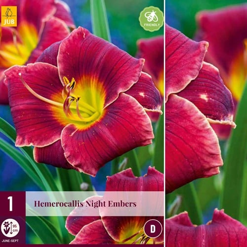Hemerocallis Night Embers - Hémérocalle