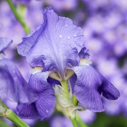 Iris Germanica Empress of India Iris d'Allemagne (Pack de six)