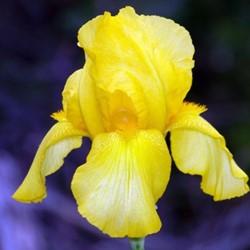 Iris d'Allemagne Goldfackel - Iris germanica (Pack de six)