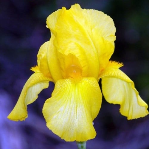 Iris d'Allemagne Goldfackel - Iris germanica (Pack de six)