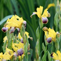 Iris Germanica Nibelungen - Baardiris (Driepack)