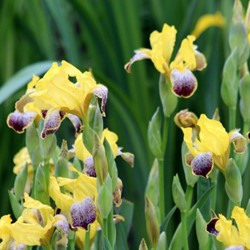 Iris Germanica Nibelungen - Iris d'Allemagne (Pack de trois)