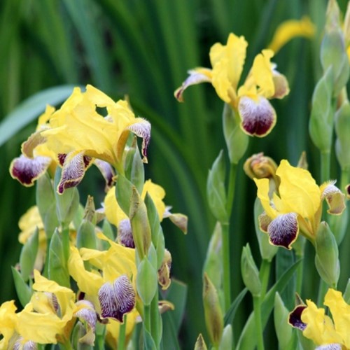 Iris Germanica Nibelungen - Iris d'Allemagne (Pack de six)