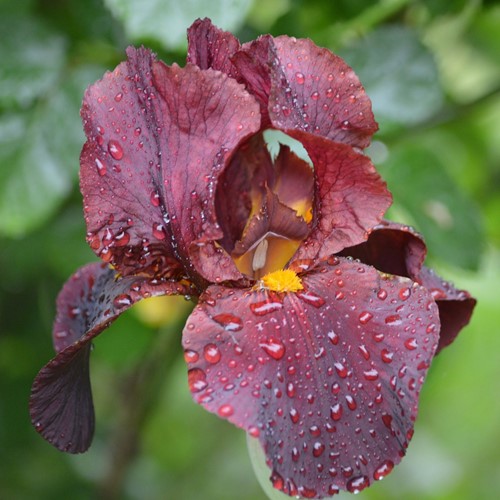 Acheter Iris d'Allemagne Red Zinger - Iris germanica (pack de trois)