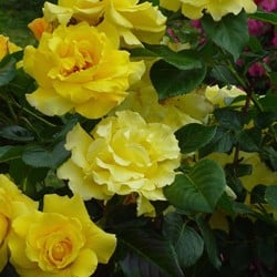 Rosier grimpant Golden Climber - Rosa
