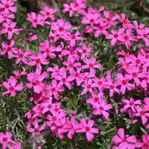 Phlox subulata scarlet flame - Phlox mousse