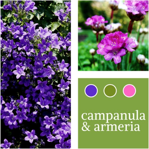 Mélange de plantes Campanula & Armeria maritima