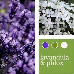 Mélange de plantes Lavandula & Phlox paniculata
