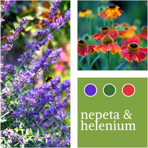 Mélange de plantes Nepeta faassenii & Helenium