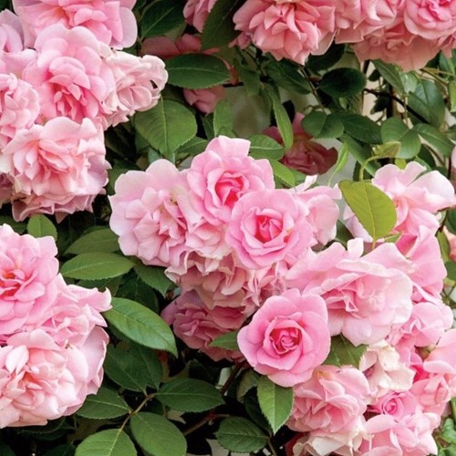 Rosier Pink Climber - Rosier Grimpant