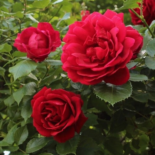 Rosier Red Climber - Rosier Grimpant