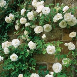 Rosier White Climber - Rosier grimpant