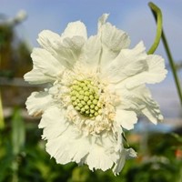 Scabiosa Caucasica Alba - Scabieuse