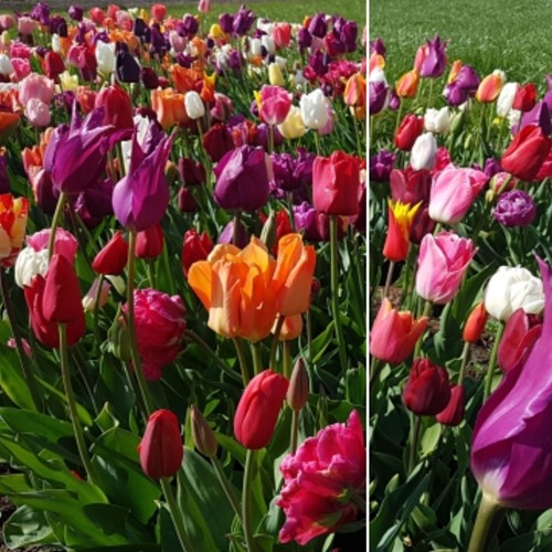 Mélange Tulipes Fantasy Emballage XL