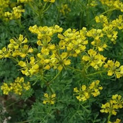 La plante en pot, Rue des jardins ou rue fétide - Ruta graveolens