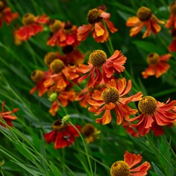 Hélénie Moerheim Beauty - Helenium (Plantes en Pot) (Pack de Six)