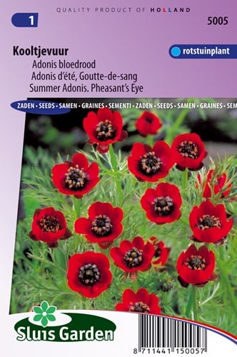 Adonis d'été Deep Red (Goutte-de-sang)