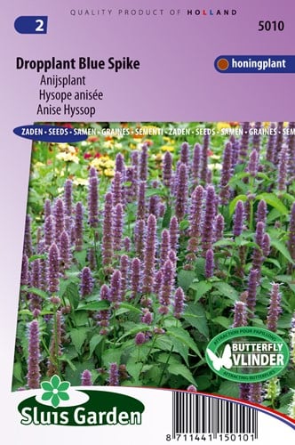 Hysope anisée foeniculum Blue Spike - Agastache
